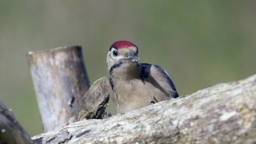 Slow Motion Baby Woodpecker & Mother